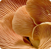 Fungi